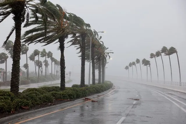 Palm trees blow in the wind from Hurricane Ian on September 28, 2022 in Sarasota, Florida. Ian is hitting the area as a likely Category 4 hurricane. (Photo by Joe Raedle/Getty Images/AFP Photo)