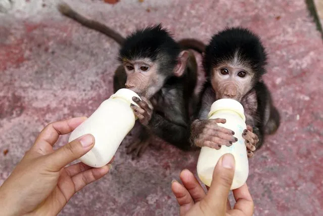 A zookeeper feeds baby Hamadryas baboons milk at a zoo in Hangzhou, Zhejiang province September 17, 2014. (Photo by Reuters/China Daily)