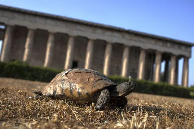 A turtle passes in front of the ancient Temple of Hephaestus in Athens, on Wednesday, May 20, 2020. Greece has entered the third phase of easing lockdown restrictions by reopening ancient sites Monday, along with high schools, shopping malls, and mainland travel.(Photo by Petros Giannakouris/AP Photo)