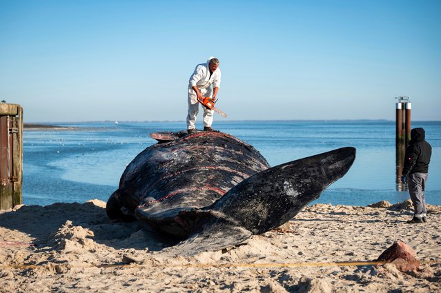 Timo Arp, a butcher from Jagel, uses a chainsaw to cut up a sperm whale carcass that washed up on a local beach in Hörnum, Germany on February 18, 2025. (Photo by Jonas Walzberg/AP Photo)