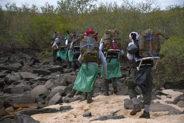 In this handout picture released by Parque Nacional Galapagos (Galapagos National Park), park rangers move chelonidis hoodensis turtles before being released in the area called Las Tunas, 2.5 km from the coast of Espanola Island in the Galapagos archipelago, Ecuador, on June 15, 2020. Diego, an over 100 years-old giant tortoise considered a super male by saving his species from extinction in the Ecuadorian Galapagos archipelago, was returned to his native island Espanola after breeding in captivity for several decades, Environment Minister Paulo Proano, reported Monday. (Photo by Parque Nacional Galápagos/AFP Photo)