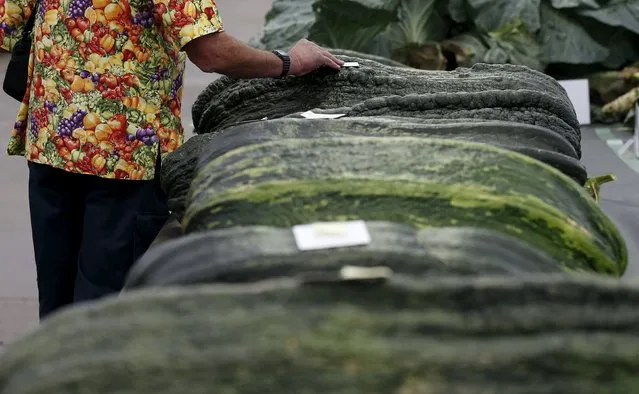 A man looks at a giant marrow on the opening day of the Harrogate Autumn Flower Show in Harrogate, northern Britain, September 18, 2015. (Photo by Phil Noble/Reuters)