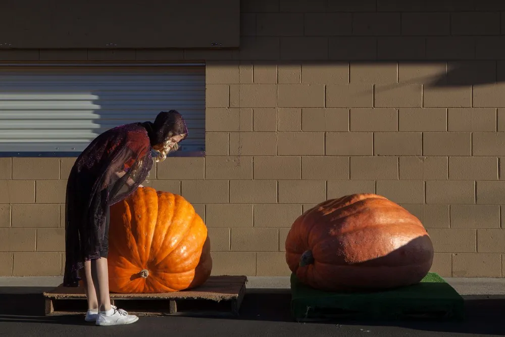 California Pumpkin Contest Winners