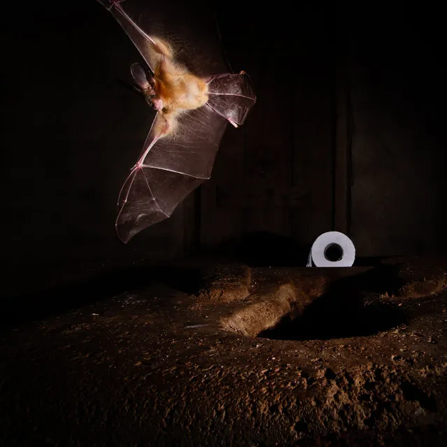 Ecology and society category: Leejiah Dorward. A nycterid bat triggers a camera trap. (Photo by Leejiah Dorward/University of Oxford/British Ecological Society)