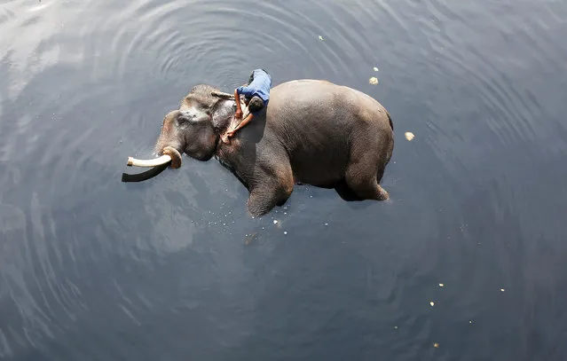 A mahout bathes his elephant in the polluted water of river Yamuna in New Delhi, India on February 6, 2018. (Photo by Adnan Abidi/Reuters)