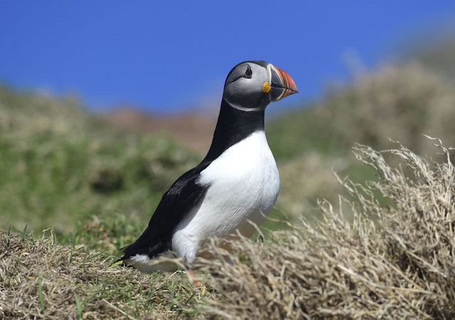 An portrait of an Atlantic Puffin on the island of Skomer, off the coast of Pembrokeshire, Wales, April 1, 2025. The first boats of the new season sailed to the island today and is home to over 40,000 Atlantic Puffins who returned to breed last week. (Photo by Rebecca Naden/Getty Images)