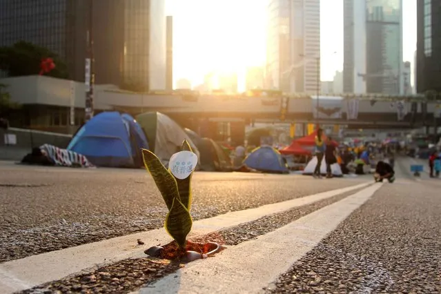 A mother-in-law plant is placed on a road's cat eye as pro-democracy demonstrators sleep in tents on a highway near the government offices in Hong Kong on October 14, 2014. Demonstrators had set up camp over a major east-west thoroughfare which usually carries buses, cars and trams, disrupting traffic and angering many locals who said business was being affected. (Photo by Laurent Fievet/AFP Photo)