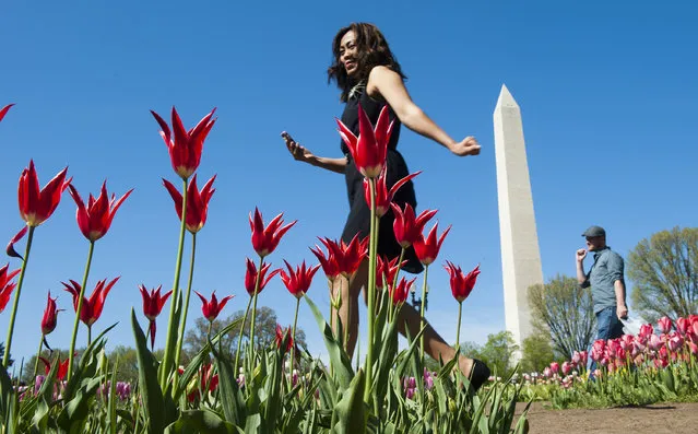 Auy Yadeo of Falls Church wanders through the Floral Library on the north side of the Tidal Basin just off Independence Ave. April 27, 2014 in Washington, DC.  The library features nearly 100 different varieties of tulips each spring. (Photo by Katherine Frey/The Washington Post)