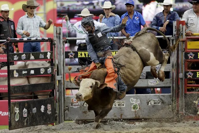 Jared Long of the U.S. rides a bull during the first international cowboy edition of the Extreme American Rodeo in Panama City September 27, 2015. (Photo by Carlos Jasso/Reuters)