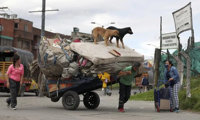 Dogs stand on a mattress hauled on a cart by a recycler in Bogota, Colombia, Thursday, July 23, 2020, amid the new coronavirus pandemic. (Photo by Fernando Vergara/AP Photo)