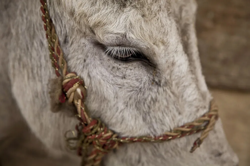 Donkey Barber Grooms Cairo's Animals