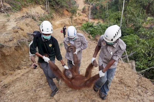 Local and government conservationists remove a rescued female orangutan who was found isolated in a palm oil plantation in Batang Serangan district, Langkat, North Sumatra province in this September 1, 2015 file photo taken by Antara Foto. Home to the world's third-largest tropical forests and the world's fifth-largest emitter of greenhouse gases mainly due to their destruction - Indonesia will be one of the countries in the spotlight at December's U.N. climate change conference in Paris. (Photo by Irsan Mulyadi/Reuters/Antara Foto)