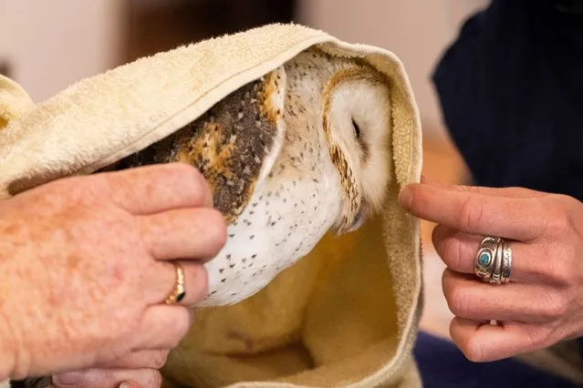 A barn owl is wrapped in a towel during a health check on December 07, 2022 in Dubbo, Australia. The new hospital is the only dedicated wildlife hospital west of the Blue Mountains. Aside from providing care to all of the animals in Taronga's care from Rhinos though to Siamangs, it also plays an important role in treating injured native wildlife and supporting the animals in the zoo's conservation breeding programs. A key element of the hospital is that the treatment rooms are all on show to guests, allowing them a window into seeing how the team heals the wild. (Photo by Jenny Evans/Getty Images)