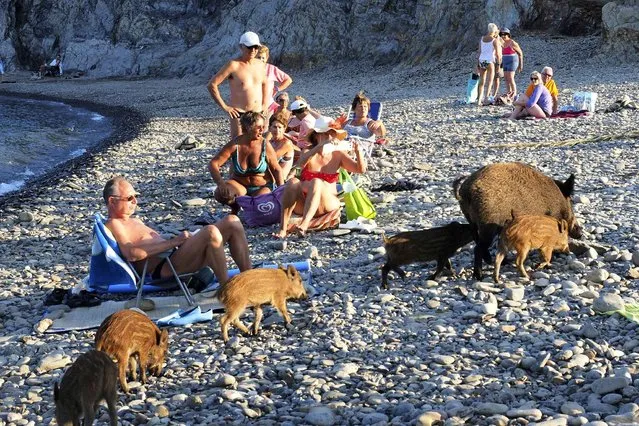 A wild boar and her piglets arrive on a beach to cool off in sea water whilst people sunbath on September 12, 2016 in Cerbere, southwestern France. (Photo by Raymond Roig/AFP Photo)