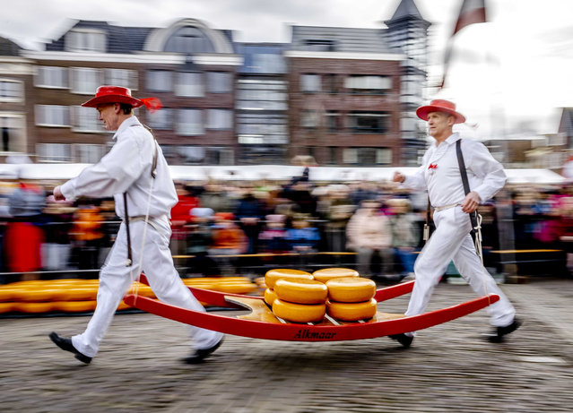 Cheese wheel carriers run during the opening of the first cheese market of the season, the traditional “ring the bell” ceremony on Waagplein in Alkmaar, the Netherlands, 25 March 2024. The Alkmaar cheese market is traditionally opening on the last Friday of March. (Photo by Remko de Waal/EPA/EFE)