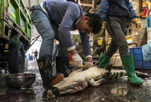 A man cleans purchased crocodile on Huangsha Seafood Market in Guangzhou, Guandong Province, China, 22 January 2018. (Photo by Aleksandar Plavevski/EPA/EFE)