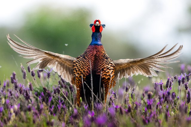 A pheasant (Galliformes), one of the rare species of Turkiye's wildlife, is seen in the Floodplain Forests located in Karacabey district of Bursa, which has turned into a riot of colors with the blooming of wild lavender, on May 12, 2025. Home to rich biodiversity, the region stands out as one of the country's most significant natural habitats, especially during spring and early summer months. (Photo by Alper Tuydes /Anadolu via Getty Images)