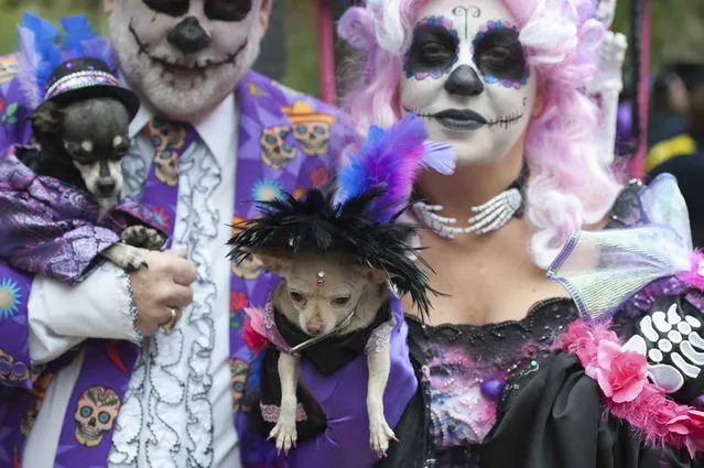 A man and a woman dressed as Day of the Dead characters hold their chihuahuas during the annual Tompkins Square Halloween Dog Parade in the Manhattan borough of New York City, October 24, 2015. (Photo by Stephanie Keith/Reuters)