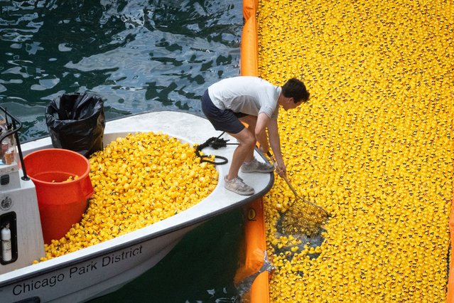 A worker recovers rubber ducks from the Chicago River after they were dumped from a bridge during a charity fundraiser on August 07, 2025 in Chicago, Illinois. Around 80,000 ducks were dumped into the river where they race to a finish point to raise money for the Special Olympics Illinois, with the supporter who chose the winning duck receiving a new vehicle. The annual fundraiser generates about $500,000 for the charity. (Photo by Scott Olson/Getty Images)