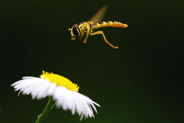 This photograph shows a hoverfly, a flying pollinator insect also called syrphid, at the Parc Floral in eastern Paris on July 29, 2025. (Photo by Martin Lelievre/AFP Photo)
