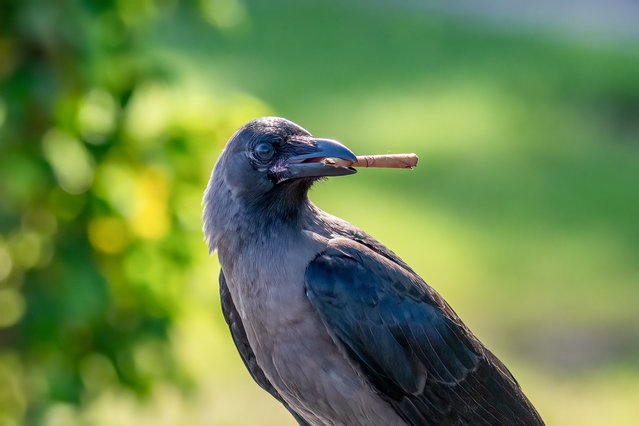 A crow at Sukhna Lake, in the city of Chandigarh, northwestern India in the second decade of September 2025, thought it had picked up a twig, when in fact it had got hold of a beedi, a cheap hand-rolled cigarette. (Photo by Anuj Jain/Solent News & Photo Agency)