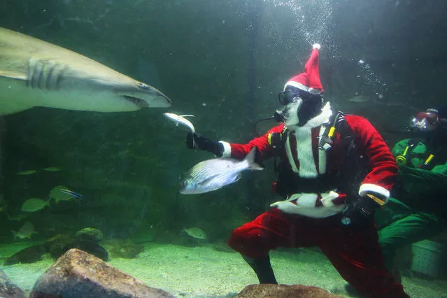 Santa Claus feeds the sharks during a visit to the Manly SEA LIFE Sanctuary on December 18, 2013 in Sydney, Australia. (Photo by Lisa Maree Williams/Getty Images)
