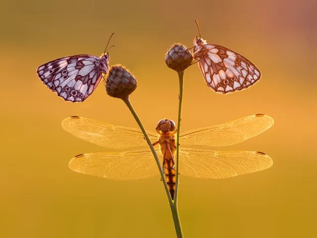 A trio of insects share a resting perch, July 2016. (Photo by Petar Sabol Sharpeye/Rex Features/Shutterstock)