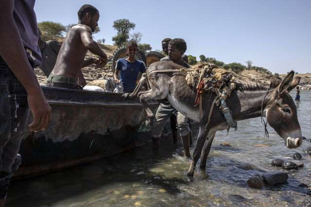 Tigray refugees who fled the conflict in the Ethiopia's Tigray arrive with their donkey on the banks of the Tekeze River on the Sudan-Ethiopia border, in Hamdayet, eastern Sudan, Saturday, November 21, 2020. (Photo by Nariman El-Mofty/AP Photo)