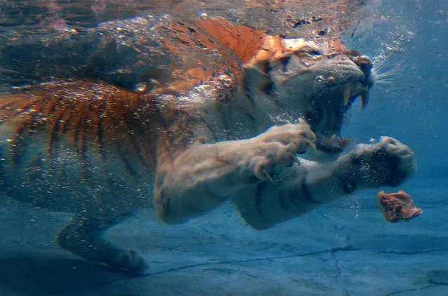 “Sita” the tiger dives for food in the new Tiger Island Pool at Dreamworld New “Tiger Island Pool” opens at Dreamworld, Gold Coast, Queensland, Australia on October 11, 2016. (Photo by Adam Head/Newspix/Rex Features/Shutterstock)