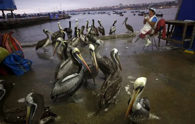 Pelicans are seen next to a fisherwoman at a market at Pescadores beach in the Chorrillos district of Lima, October 27, 2015. The catch of the day arrives at the  dock where visitors can find a year-round market that sells fresh fish and summertime restaurants which serve traditional "ceviches" and other fresh seafood dishes, according to the Chorrillos website. (Photo by Mariana Bazo/Reuters)