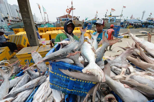 Fishermen arrange freshly caught fish on a fishing boat at the Muara Angke port in Jakarta, Indonesia, on Tuesday, September 27, 2016. Indonesia's central bank has loosened monetary policy this year to help spur an economy that's growing well below the 7 percent target set by President Joko Widodo when he took office two years ago. (Photo by Dimas Ardian/Bloomberg)