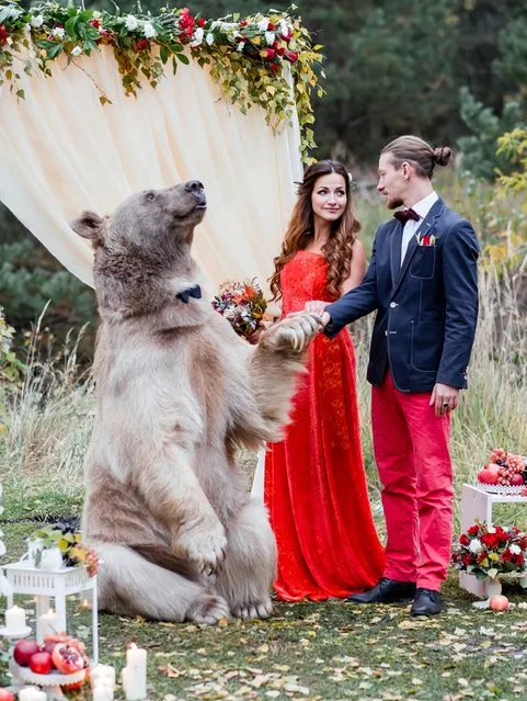 Denis and Nelya, both 30, from Moscow, Russia invited brown bear Stepan along to their very special ceremony. As well as witnessing the couple exchange vows, the bear also played the role of registrar at one point. Denis said: “We both knew Stepan is a very kind bear but still it is a huge, unpredictable animal so we were a bit scared, but still happy to be able to make our dream come true. It was a fantastic experience to have this photoshoot with Stepan”. (Photo by Olga Barantseva/Caters News)