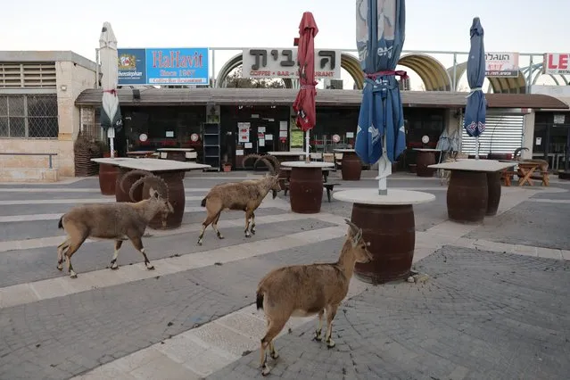 Nubian ibex roam in a close shopping center during a national lockdown in Mitzpe Ramon, southern Israel, 22 January 2021. (Photo by Abir Sultan/EPA/EFE)
