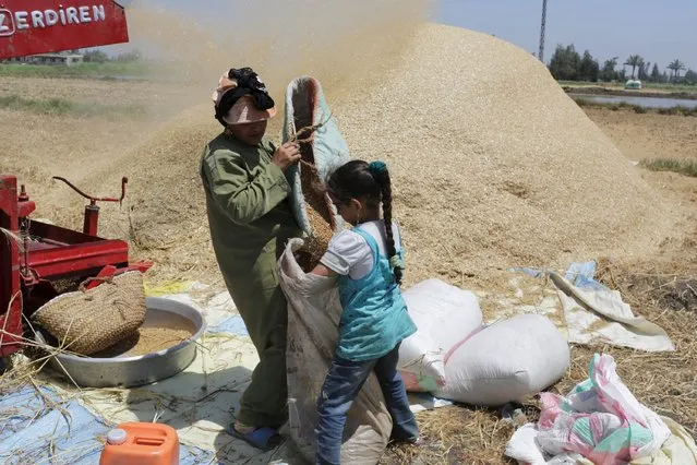 A family collects seeds out of a threshing machine as they harvest their wheat crop in 6 October village in the Nile Delta province of Al-Baheira, northwest of Cairo in this May 22, 2014 file photo. (Photo by Asmaa Waguih/Reuters)