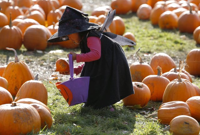 Dressed as a witch, Krizia Magdua plays with pumpkins in the pumpkin patch ahead of Halloween at Crockford Bridge Farm at Addlestone near Woking, Britain October 26, 2015. (Photo by Luke MacGregor/Reuters)