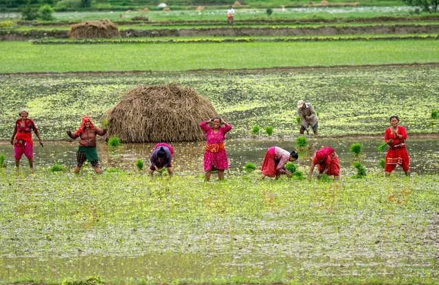 Farmers plant paddy during Asar Pandra or national paddy day festival at Bahunbesi, Nuwakot District, 30 miles North from Kathmandu, Nepal, Friday, June 30, 2023. (Photo by Niranjan Shrestha/AP Photo)