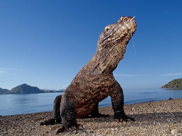 Komodo National Park