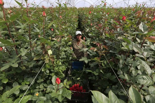 A Colombian flower grower picks up roses ahead of Valentine's Day in Facatativa, January 29, 2015. (Photo by John Vizcaino/Reuters)