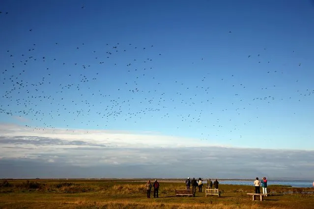 Birdwatchers gather as waders flock together seeking new feeding grounds during the incoming tide at the RSPB's Snettisham Nature reserve. (Photo by Dan Kitwood/Getty Images via The Palm Beach Post)