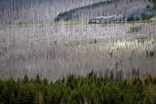 A steam train travels through the “Harz” mountains destroyed by the bark beetle and drought near Schierke, Germany, Wednesday, July 26, 2023. (Photo by Matthias Schrader/AP Photo)