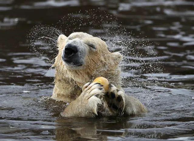 Walker a seven year old polar bear shakes water from his fur as emerges from the icy pond at the RZSS Highland Wildlife Park in Kincraig, Kingussie, Scotland, Britain November 30 2016. (Photo by Russell Cheyne/Reuters)