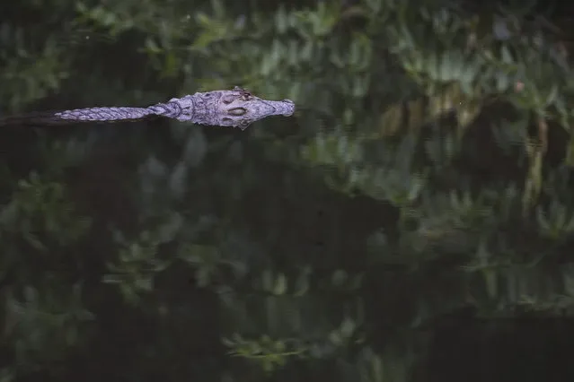 In this October 14, 2013 photo, a broad-snouted caiman swims in a water channel in the affluent Recreio dos Bandeirantes suburb of Rio de Janeiro, Brazil. With two decades of anarchic growth decimating natural habitats, the hardy caimans have become an increasingly common sight in the urban heart of western Rio, drawn in part by the scraps tossed to them by humans. (Photo by Felipe Dana/AP Photo)