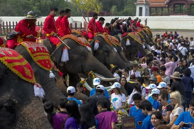 Elephants enjoy a “buffet” of fruit and vegetables during Thailand's National Elephant Day in the ancient Thai capital of Ayutthaya March 13, 2015. (Photo by Athit Perawongmetha/Reuters)
