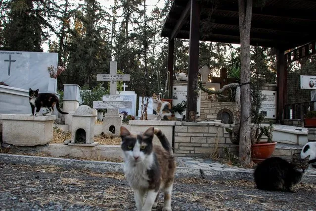 Stray cats are seen inside a cemetery in Nicosia, Cyprus, June 5, 2021. (Photo by Yiannis Kourtoglou/Reuters)