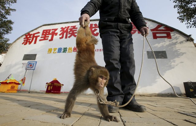 Folk artist Zhang Zhijiu trains his monkey to perform a handstand as they practice for a traditional performance on a stage at Baowan village, in Xinye county of China’s central Henan province, February 3, 2016. (Photo by Jason Lee/Reuters)