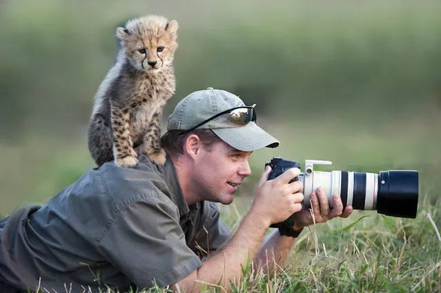 The snaps show photographers from around the world, who are willing to do just about anything for the perfect picture – whether that be tussling with a seal or withstanding a sharp shove from an angry gorilla. Other brave snappers can be seen getting up close and personal with leopards and great white sharks as they persist in getting the ultimate wildlife shot. Here: Photographer Stu Porter. (Photo by Stu Porter/Caters News Agency)