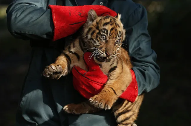 A keeper holds a 12 week old Sumatran tiger cub during a routine health check in its enclosure at Chester Zoo in Chester northern England March 27, 2015. The cub, one of 3 born at the zoo, was sexed, vaccinated and micro-chipped. (Photo by Phil Noble/Reuters)
