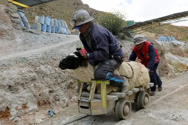 Mine workers carry a llama for sacrifice near the entrance of  Hallpa Socavon mine, San Jose Cooperative, outskirts Oruro, some 200 km (124 miles) south of La Paz, Bolivia, February 5, 2016. Workers bless the silver and tin mine by offering animal sacrifice as part of Andean carnival celebrations. (Photo by David Mercado/Reuters)