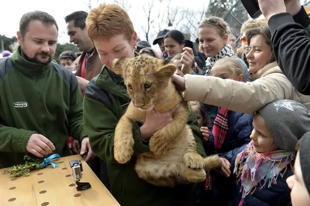 One of two fourteen-week old Barbary lions (Panthera leo leo), a male named Ramzes and a female named Zara, during a naming ceremony at the Bojnice Zoo April 4, 2015. (Photo by Radovan Stoklasa/Reuters)