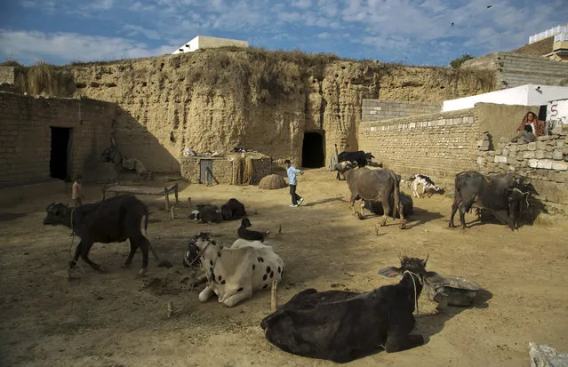 A boy takes care of his cattle outside a cave where people live in Hasan Abdal, Pakistan Thursday, February 4, 2016. Hundreds of of families live in caves as their homes equipped with all modern amenities, such as running water, electricity and cable television, built by their forefathers in surroundings of Hasan Abdal, 45 kilometers from the capital. (Photo by B.K. Bangash/AP Photo)